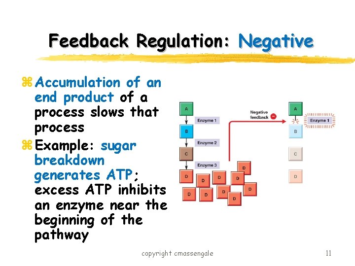 Feedback Regulation: Negative z Accumulation of an end product of a process slows that