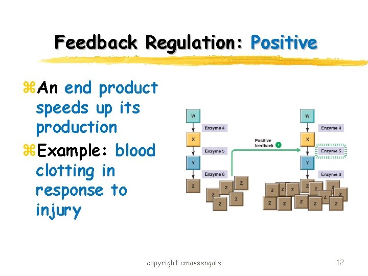 Feedback Regulation: Positive z. An end product speeds up its production z. Example: blood