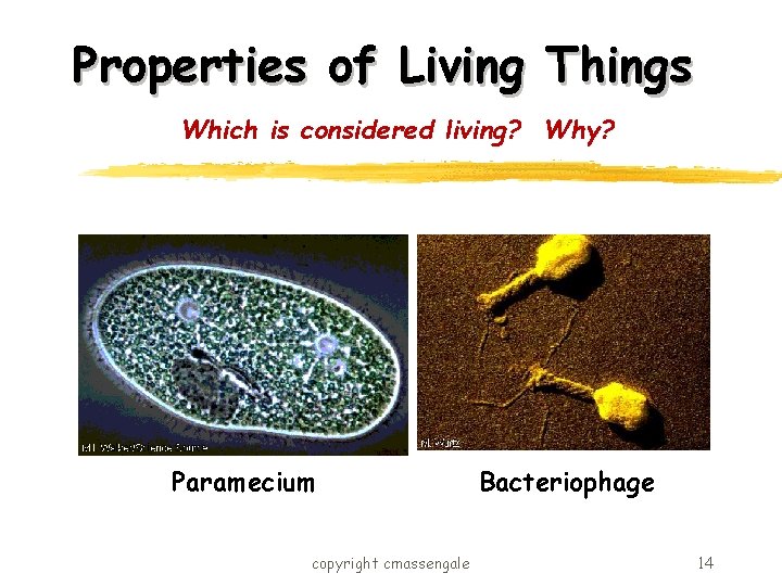 Properties of Living Things Which is considered living? Why? Paramecium copyright cmassengale Bacteriophage 14