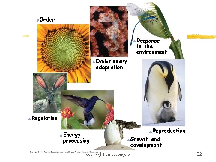 Order Response to the environment Evolutionary adaptation Regulation Energy processing copyright cmassengale Reproduction Growth