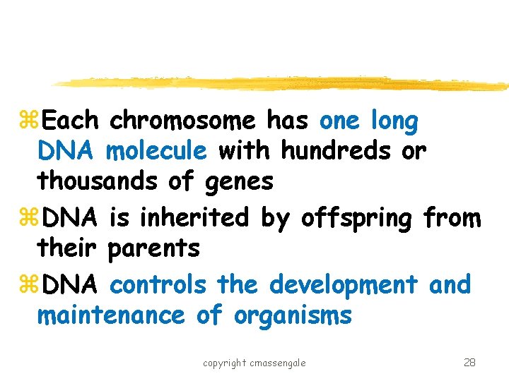 z. Each chromosome has one long DNA molecule with hundreds or thousands of genes