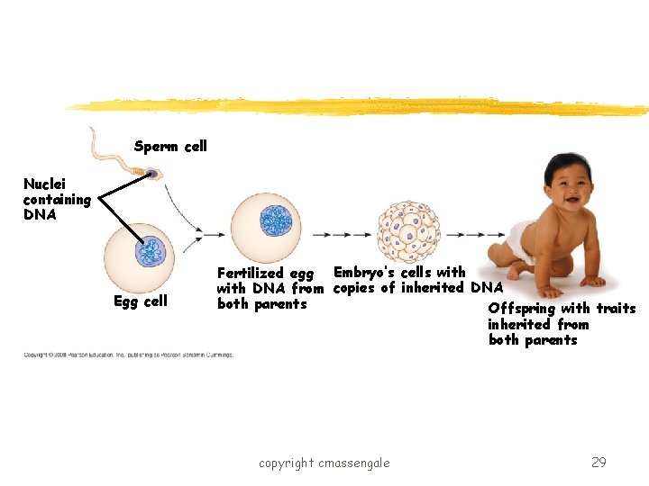 Sperm cell Nuclei containing DNA Egg cell Fertilized egg Embryo’s cells with DNA from