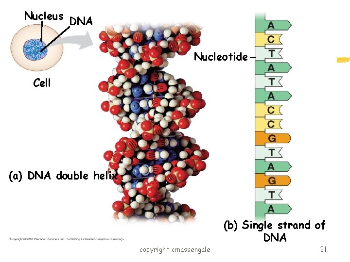 Nucleus DNA Nucleotide Cell (a) DNA double helix (b) Single strand of DNA copyright