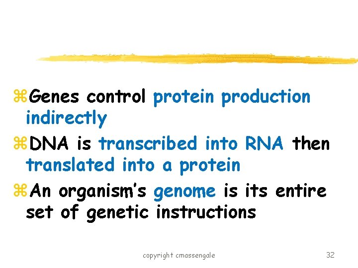 z. Genes control protein production indirectly z. DNA is transcribed into RNA then translated