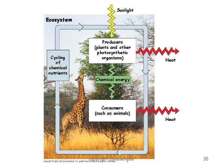 Sunlight Ecosystem Cycling of chemical nutrients Producers (plants and other photosynthetic organisms) Heat Chemical