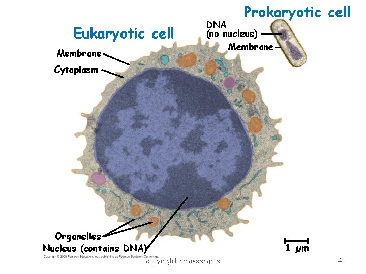 Prokaryotic cell Eukaryotic cell Membrane DNA (no nucleus) Membrane Cytoplasm Organelles Nucleus (contains DNA)