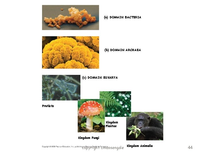 (a) DOMAIN BACTERIA (b) DOMAIN ARCHAEA (c) DOMAIN EUKARYA Protists Kingdom Plantae Kingdom Fungi