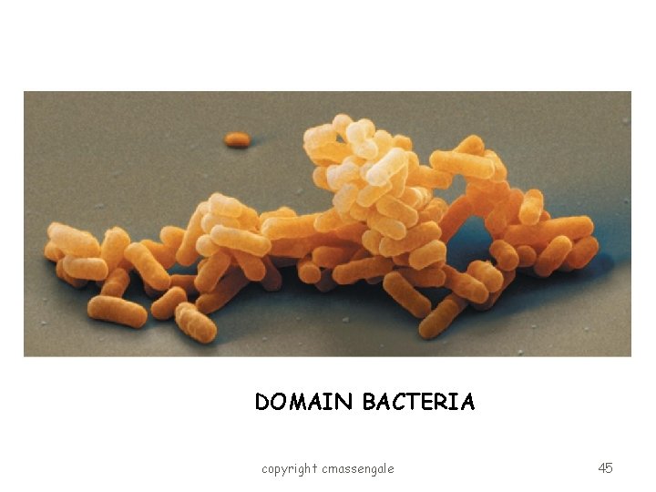 DOMAIN BACTERIA copyright cmassengale 45 