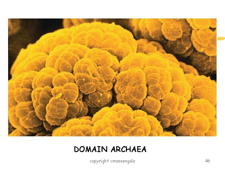 DOMAIN ARCHAEA copyright cmassengale 46 