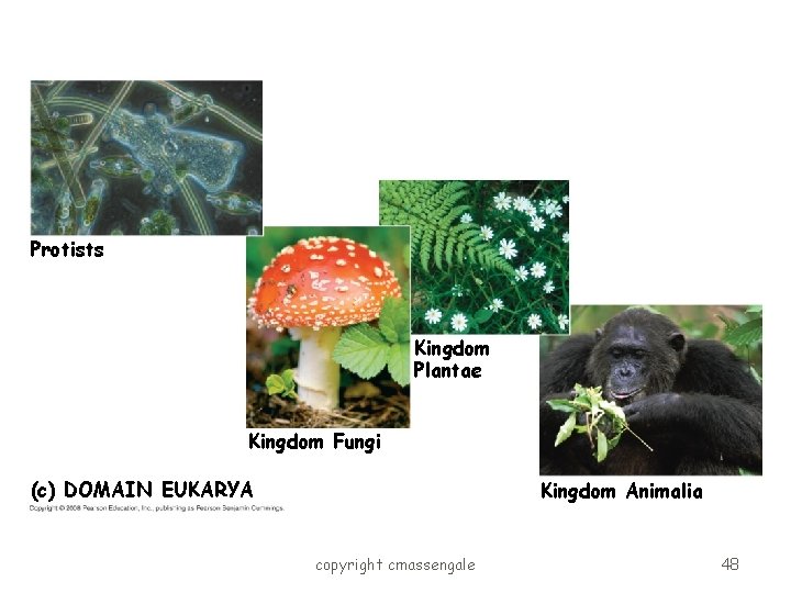 Protists Kingdom Plantae Kingdom Fungi (c) DOMAIN EUKARYA Kingdom Animalia copyright cmassengale 48 