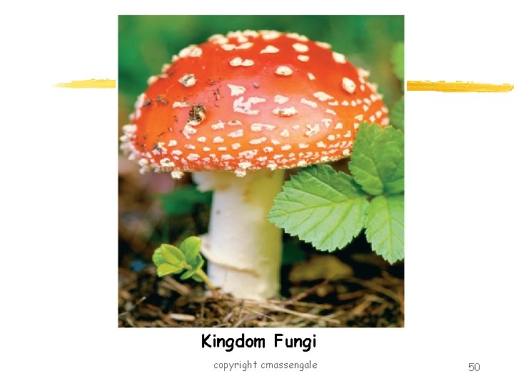 Kingdom Fungi copyright cmassengale 50 