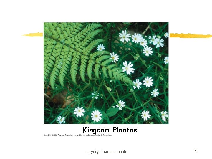 Kingdom Plantae copyright cmassengale 51 