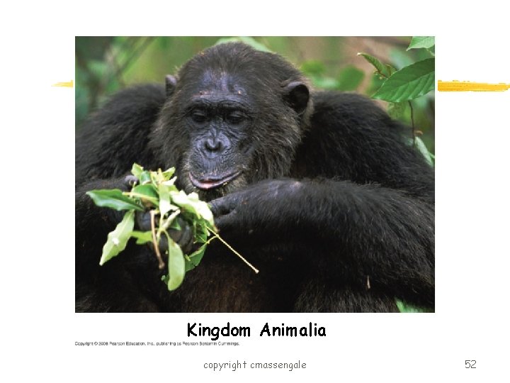 Kingdom Animalia copyright cmassengale 52 