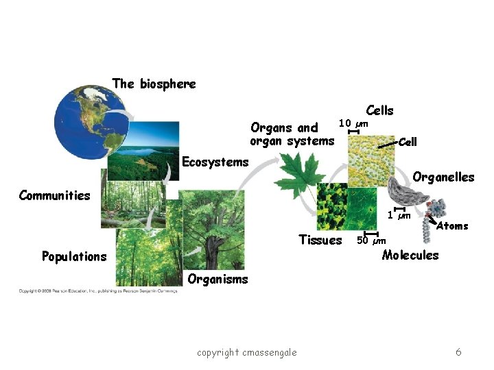 The biosphere Organs and organ systems Cells 10 µm Cell Ecosystems Organelles Communities 1