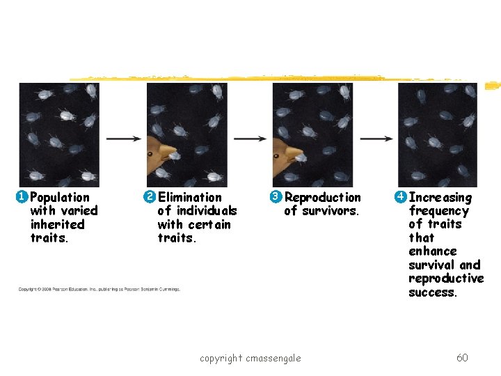 1 Population with varied inherited traits. 2 Elimination of individuals with certain traits. 3