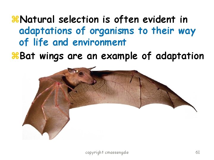 z. Natural selection is often evident in adaptations of organisms to their way of