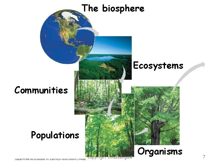 The biosphere Ecosystems Communities Populations copyright cmassengale Organisms 7 