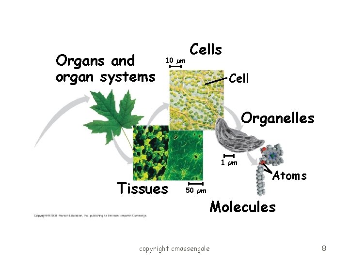 Organs and organ systems 10 µm Cells Cell Organelles 1 µm Tissues Atoms 50