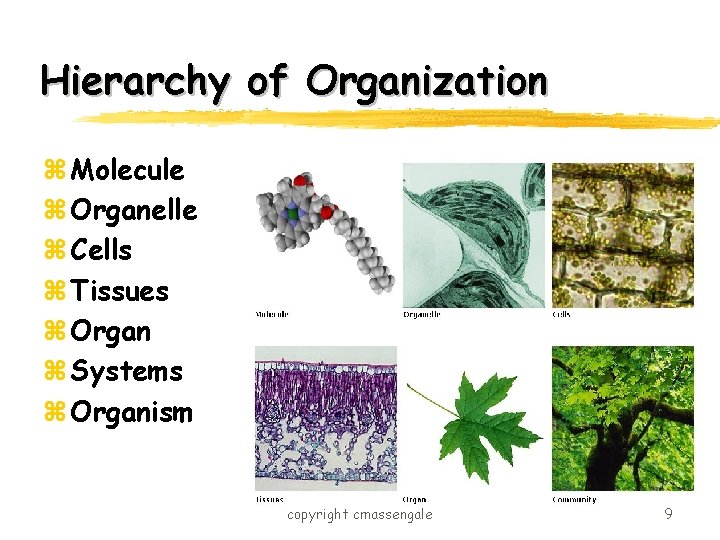 Hierarchy of Organization z Molecule z Organelle z Cells z Tissues z Organ z