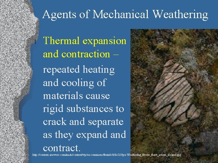 Agents of Mechanical Weathering l Thermal expansion and contraction – repeated heating and cooling
