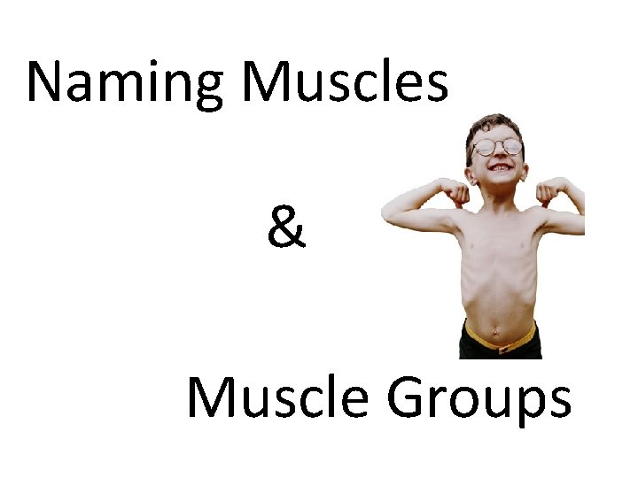 Naming Muscles & Muscle Groups 
