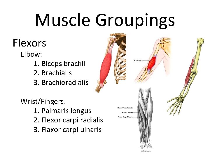 Muscle Groupings Flexors Elbow: 1. Biceps brachii 2. Brachialis 3. Brachioradialis Wrist/Fingers: 1. Palmaris