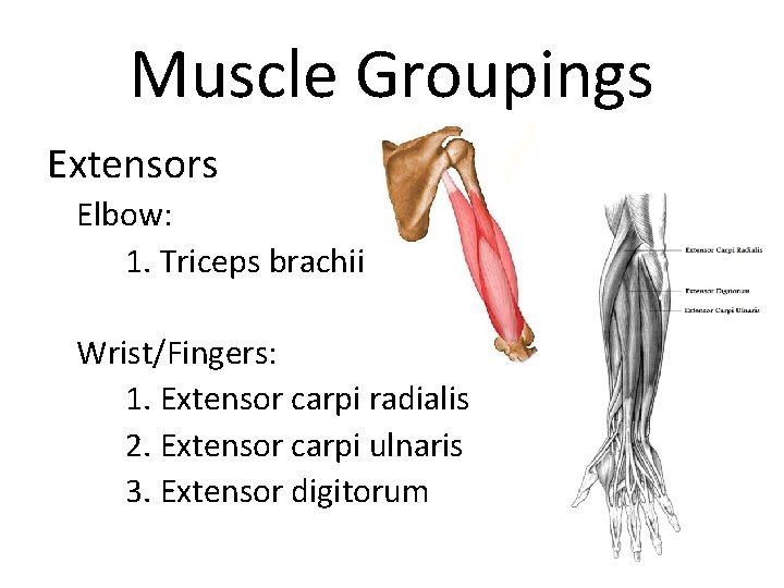 Muscle Groupings Extensors Elbow: 1. Triceps brachii Wrist/Fingers: 1. Extensor carpi radialis 2. Extensor