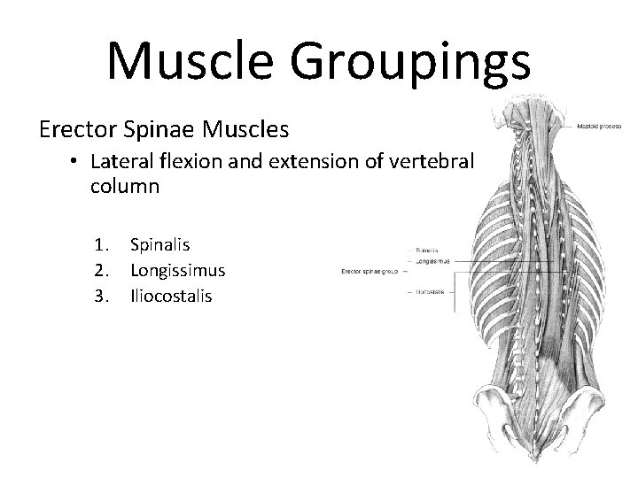 Muscle Groupings Erector Spinae Muscles • Lateral flexion and extension of vertebral column 1.