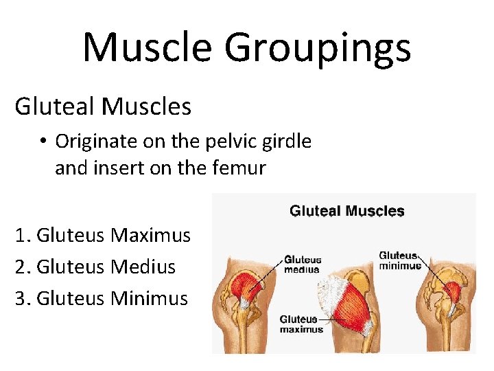 Muscle Groupings Gluteal Muscles • Originate on the pelvic girdle and insert on the