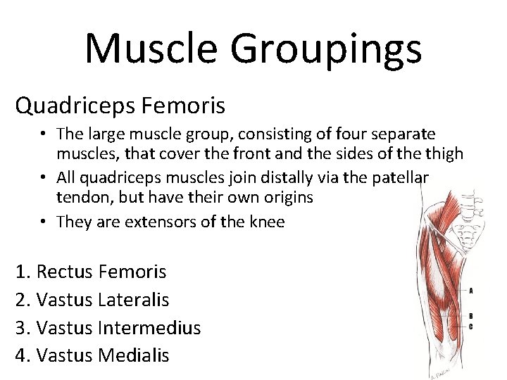 Muscle Groupings Quadriceps Femoris • The large muscle group, consisting of four separate muscles,