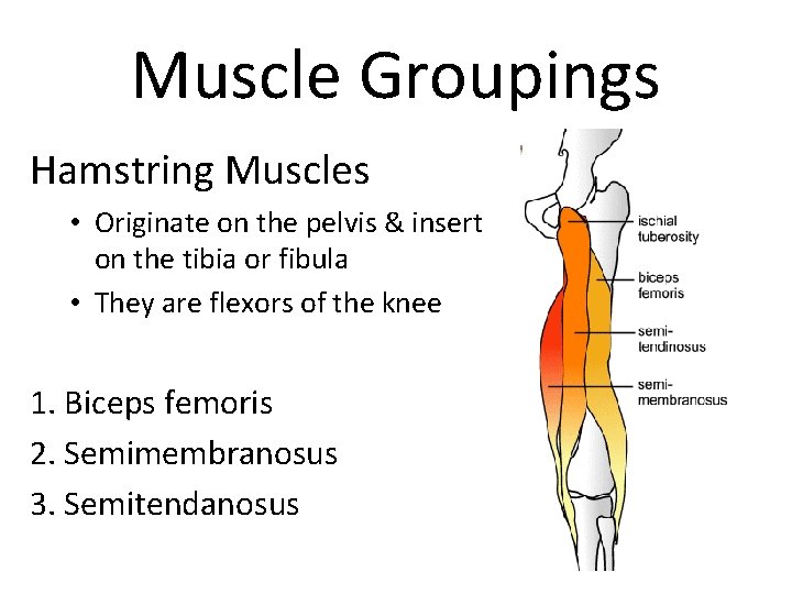 Muscle Groupings Hamstring Muscles • Originate on the pelvis & insert on the tibia