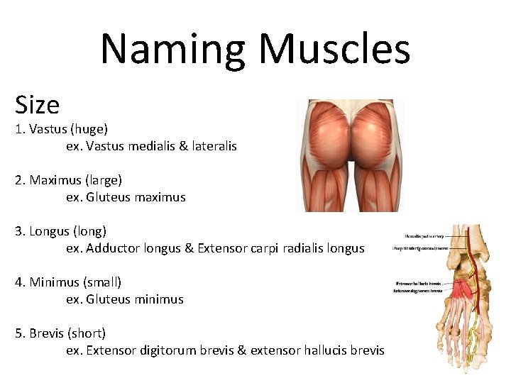 Naming Muscles Size 1. Vastus (huge) ex. Vastus medialis & lateralis 2. Maximus (large)