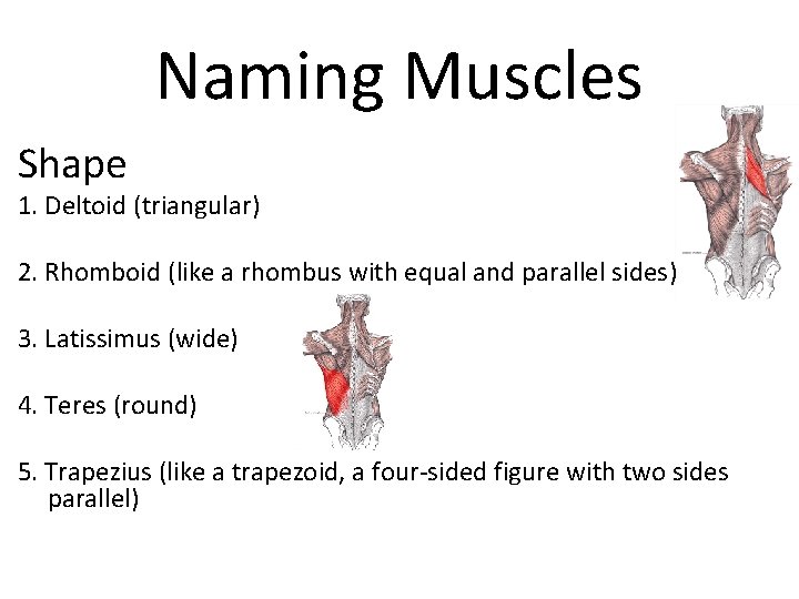 Naming Muscles Shape 1. Deltoid (triangular) 2. Rhomboid (like a rhombus with equal and