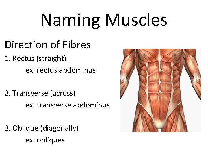 Naming Muscles Direction of Fibres 1. Rectus (straight) ex: rectus abdominus 2. Transverse (across)