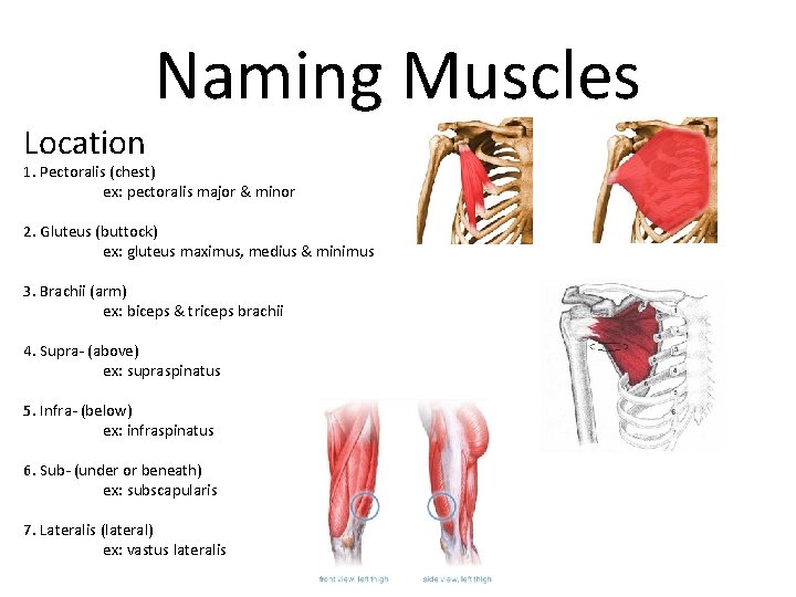 Naming Muscles Location 1. Pectoralis (chest) ex: pectoralis major & minor 2. Gluteus (buttock)