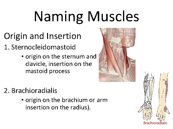 Naming Muscles Origin and Insertion 1. Sternocleidomastoid • origin on the sternum and clavicle,