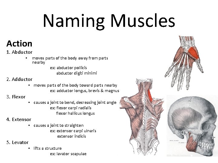 Naming Muscles Action 1. Abductor moves parts of the body away from parts nearby