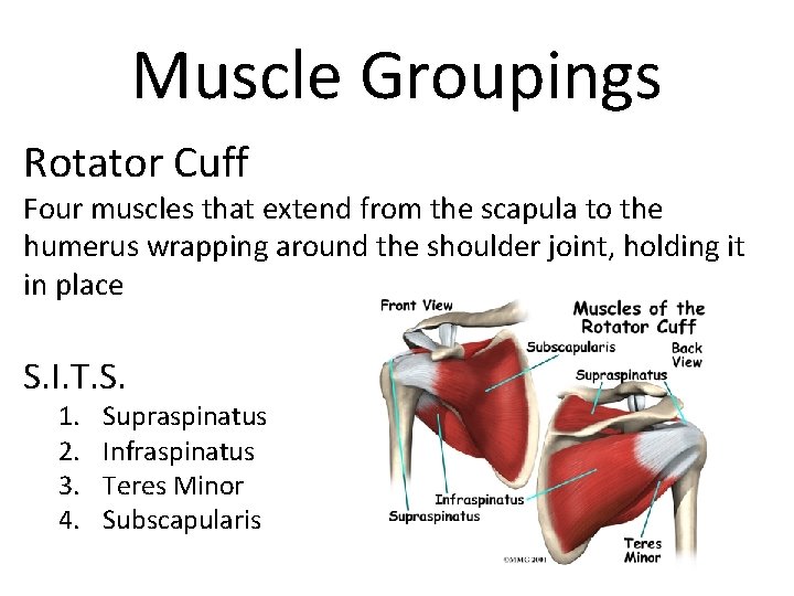 Muscle Groupings Rotator Cuff Four muscles that extend from the scapula to the humerus