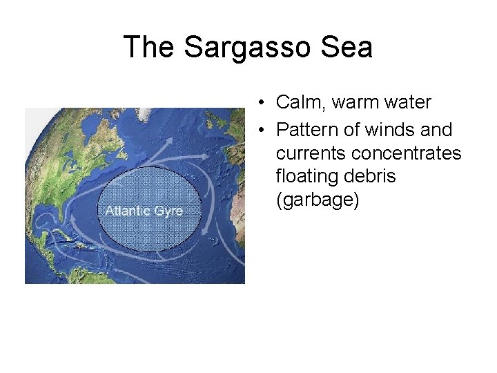 The Sargasso Sea • Calm, warm water • Pattern of winds and currents concentrates