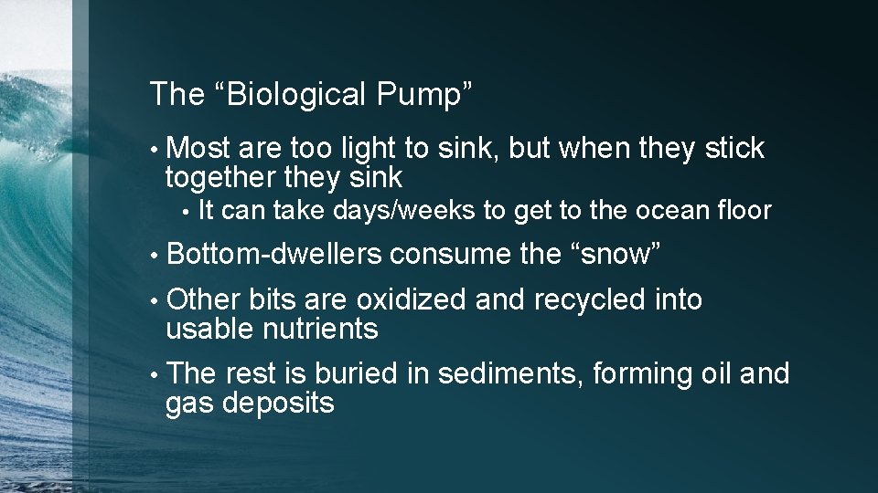 The “Biological Pump” • Most are too light to sink, but when they stick