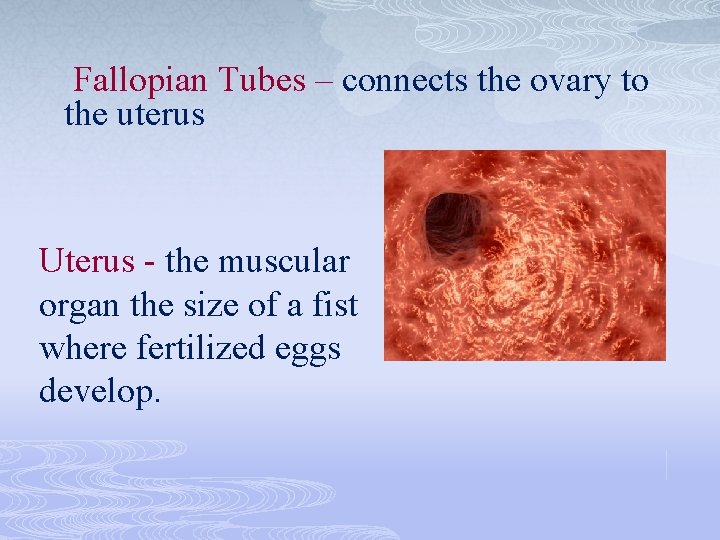 Fallopian Tubes – connects the ovary to the uterus Uterus - the muscular organ