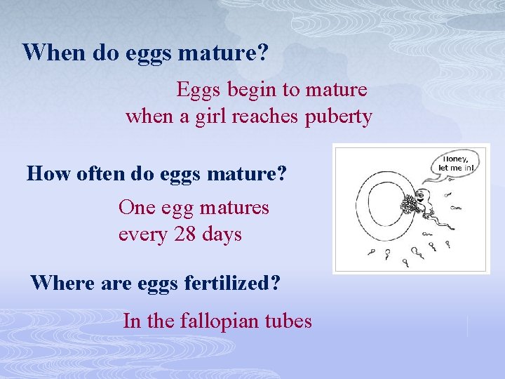 When do eggs mature? Eggs begin to mature when a girl reaches puberty How