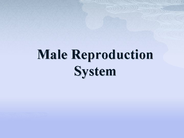 Male Reproduction System 