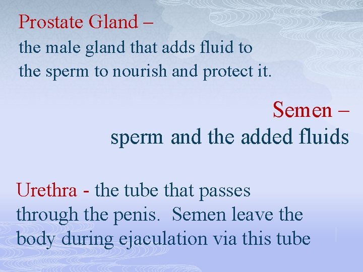 Prostate Gland – the male gland that adds fluid to the sperm to nourish