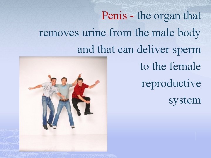 Penis - the organ that removes urine from the male body and that can