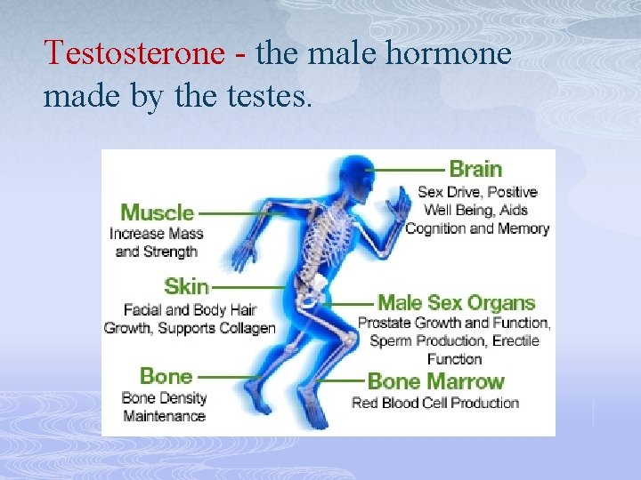 Testosterone - the male hormone made by the testes. 