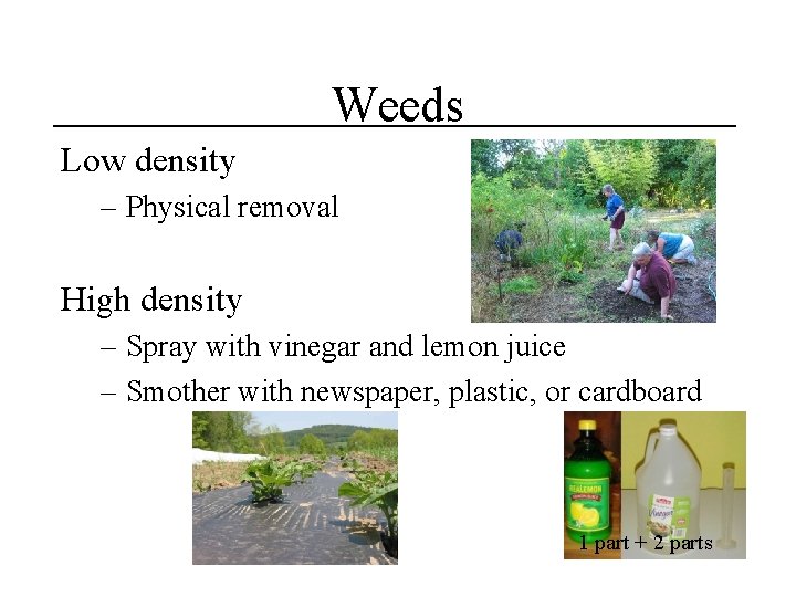 Weeds Low density – Physical removal High density – Spray with vinegar and lemon
