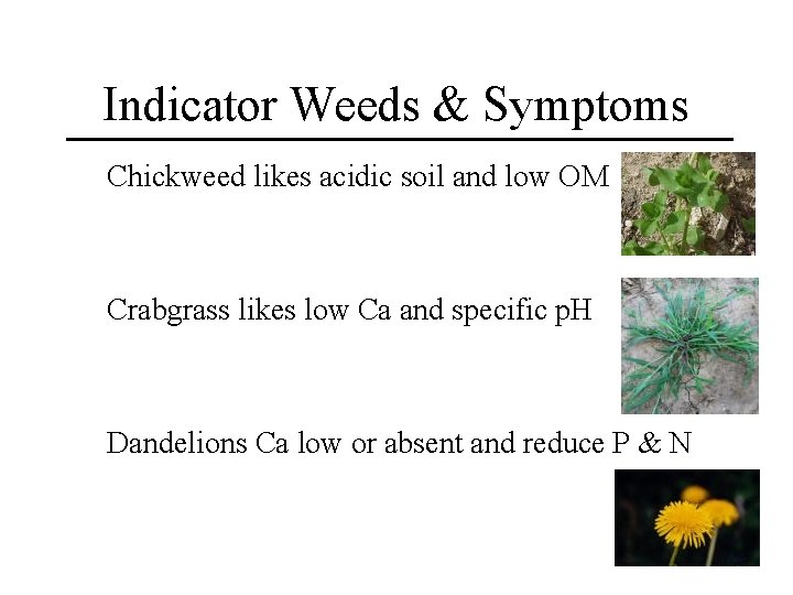 Indicator Weeds & Symptoms Chickweed likes acidic soil and low OM Crabgrass likes low