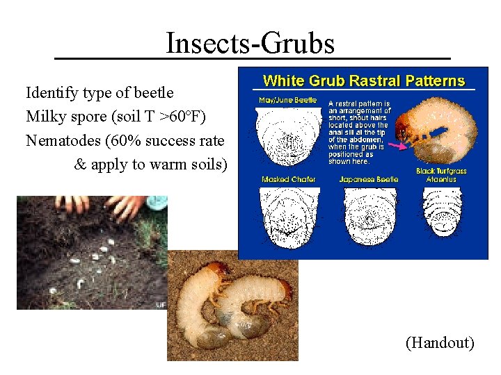 Insects-Grubs Identify type of beetle Milky spore (soil T >60ºF) Nematodes (60% success rate