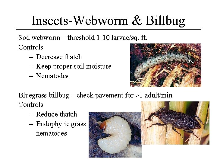 Insects-Webworm & Billbug Sod webworm – threshold 1 -10 larvae/sq. ft. Controls – Decrease